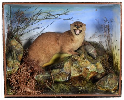 Lot 44 - Taxidermy: A Late Victorian Cased European...