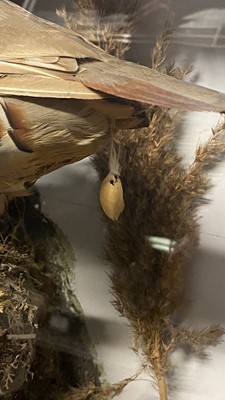 Lot 39 - Taxidermy: A Late Victorian Cased Heron &...