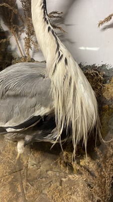 Lot 39 - Taxidermy: A Late Victorian Cased Heron &...