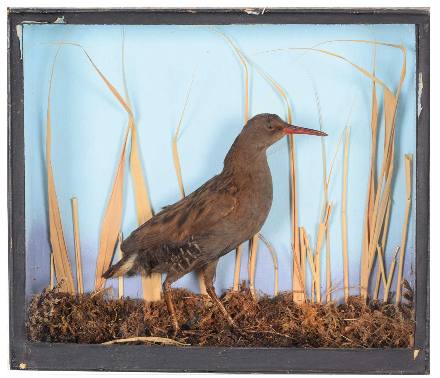 Lot 31 - Taxidermy: A Late Victorian Cased Water Rail...