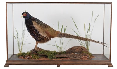 Lot 69 - Taxidermy: A Cased Melanistic Pheasant &...