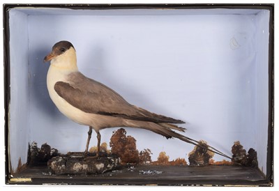 Lot 52 - Taxidermy: A Victorian Cased Long-tailed Skua...