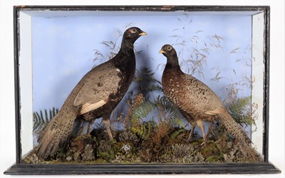 Lot 26 - Taxidermy: A Late Victorian Cased Pair of...