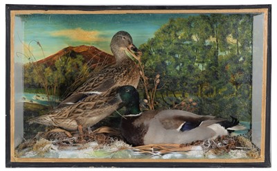 Lot 21 - Taxidermy: A Cased Pair of Mallard Ducks (Anas...