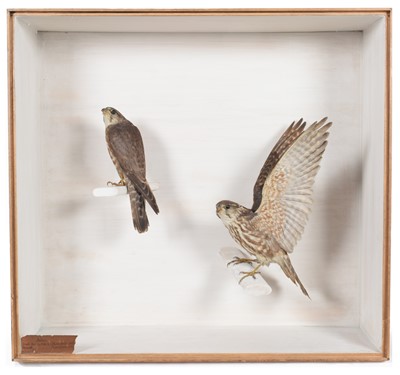 Lot 11 - Taxidermy: A Late Victorian Cased Pair of...