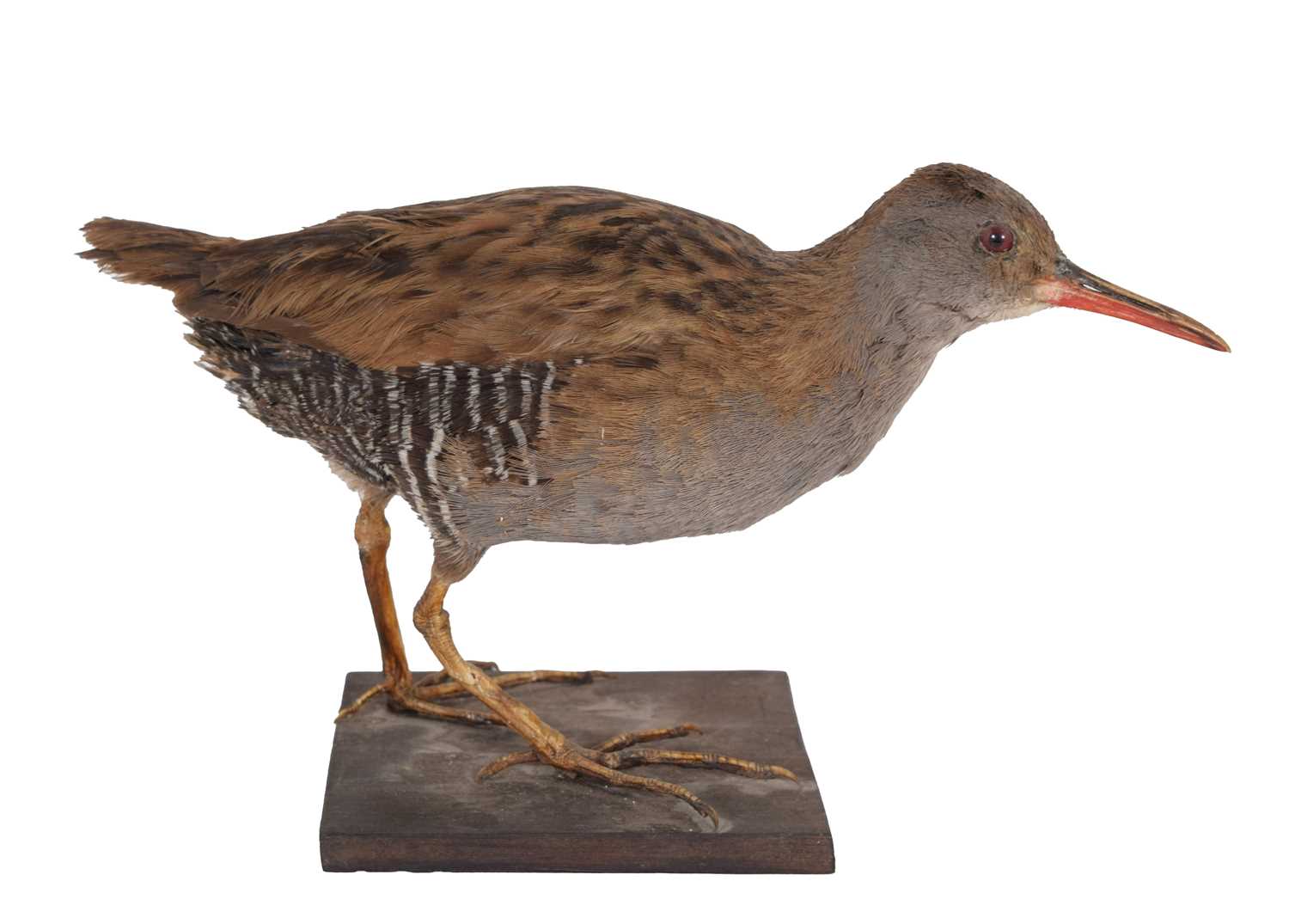 Lot 62 - Taxidermy: An Early 20th Century Water Rail...