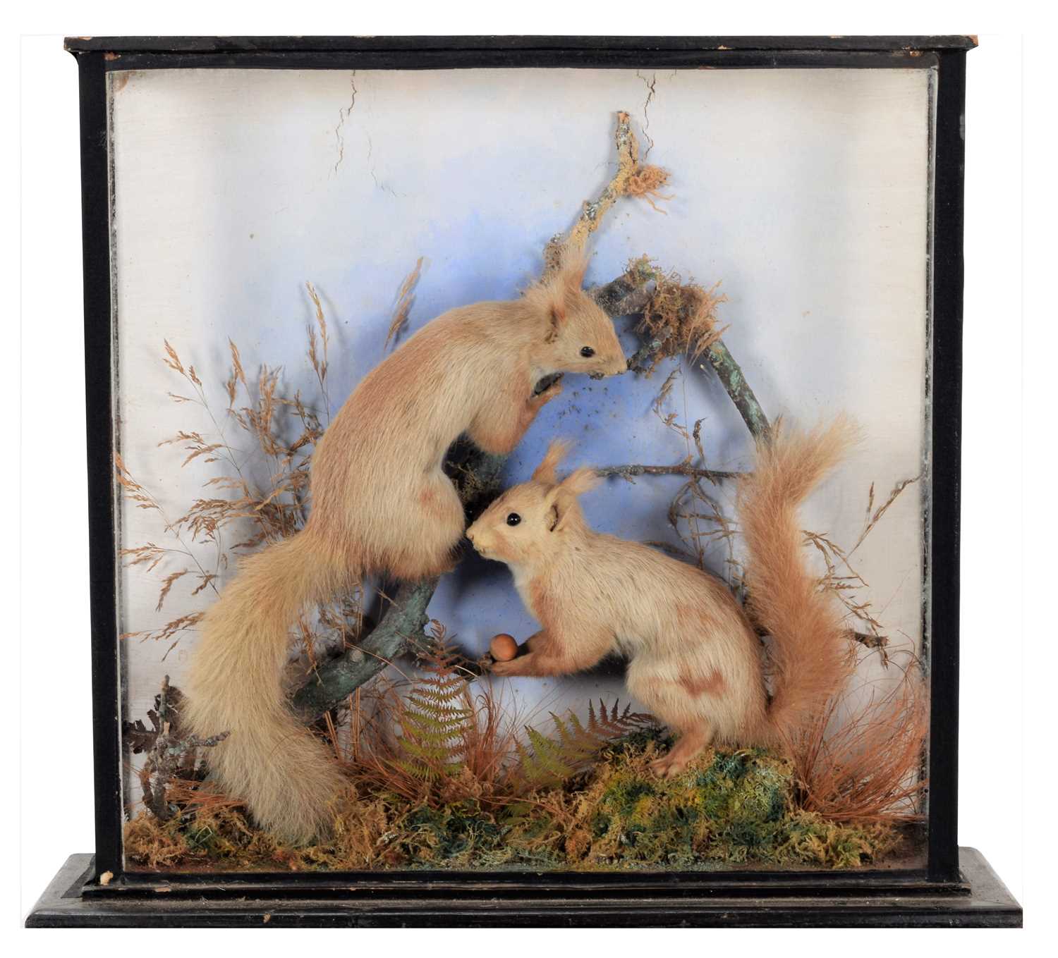 Lot 3 - Taxidermy: A Late Victorian Cased Pair of Red...