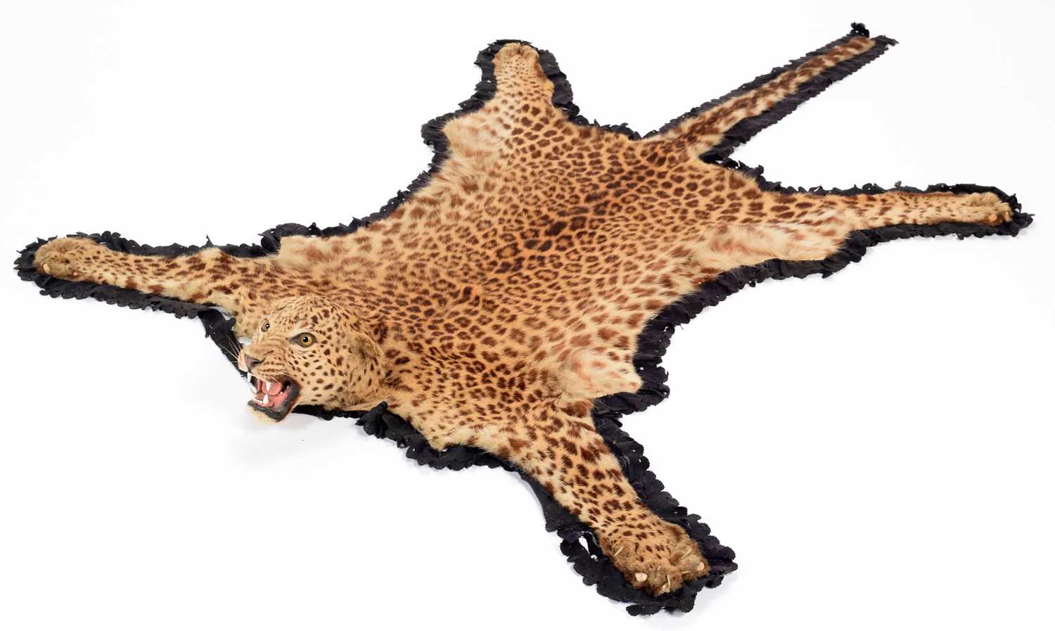 Taxidermy: Indian Leopard Skin Rug (Panthera pardus fusca) | Barnebys