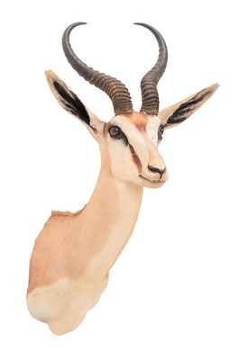 Lot 267 - Taxidermy: South African Springbok (Antidorcas...