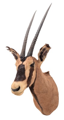 Lot 268 - Taxidermy: Fringed-Eared Oryx (Oryx beisa...