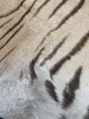 Lot 133 - Taxidermy: Bengal Tiger Skin Rug (Panthera...