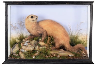 Lot 6 - Taxidermy: A Late Victorian Cased Polecat...