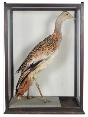 Lot 18 - Taxidermy: A Late Victorian Cased Great...