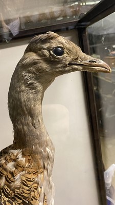 Lot 18 - Taxidermy: A Late Victorian Cased Great...