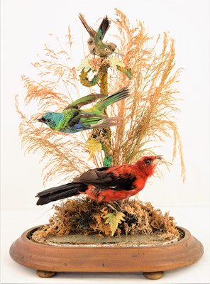 Lot 165 - Taxidermy: A Late Victorian Tropical Bird...