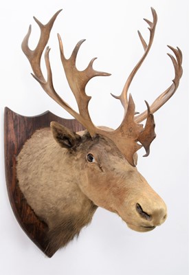 Lot 191 - Taxidermy: North American Woodland Caribou...