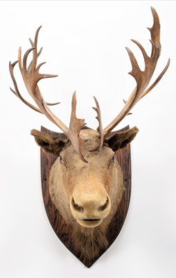 Lot 191 - Taxidermy: North American Woodland Caribou...