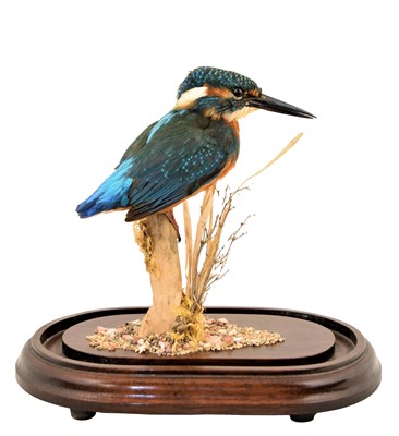 Lot 35 - Taxidermy: European Kingfisher (Alcedo athis),...