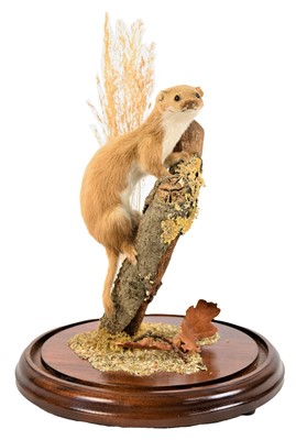Lot 61 - Taxidermy: A Weasel and Common Mole, circa...