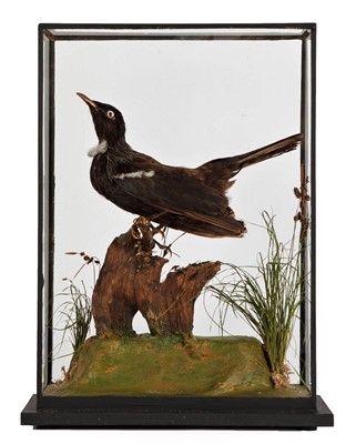 Lot 190 - Taxidermy: A Cased New Zealand Tui...