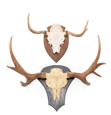 Lot 1160 - Antlers/Horns: European Moose Antlers (Alces...