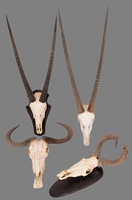 Lot 305 - Antlers/Horns: A Collection of African Game...