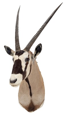 Lot 149 - Taxidermy: Gemsbok Oryx (Gazella gazella),...