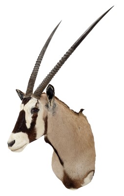 Lot 149 - Taxidermy: Gemsbok Oryx (Gazella gazella),...