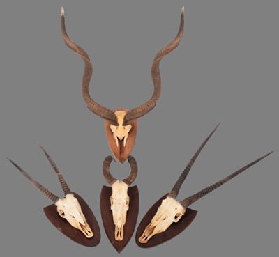 Lot 302 - Horns/Skulls: A Collection of African game...