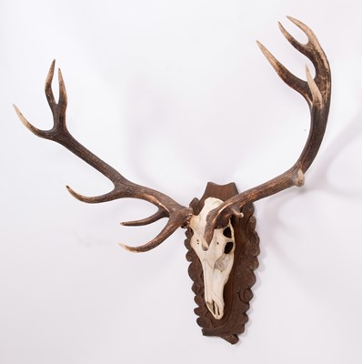 Lot 101 - Antlers/Horns: European Red Deer Antlers...