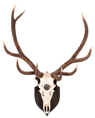 Lot 25 - Antlers/Horns: European Red Deer Antlers...