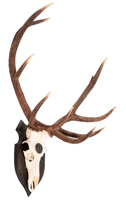 Lot 25 - Antlers/Horns: European Red Deer Antlers...