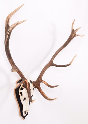 Lot 83 - Antlers/Horns: European Red Deer Antlers...