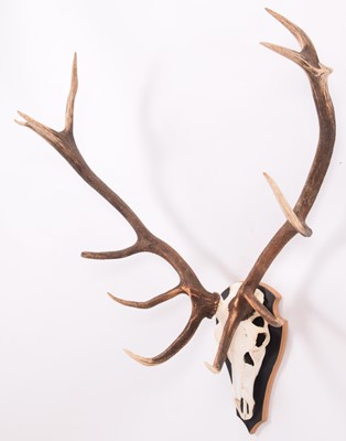 Lot 83 - Antlers/Horns: European Red Deer Antlers...