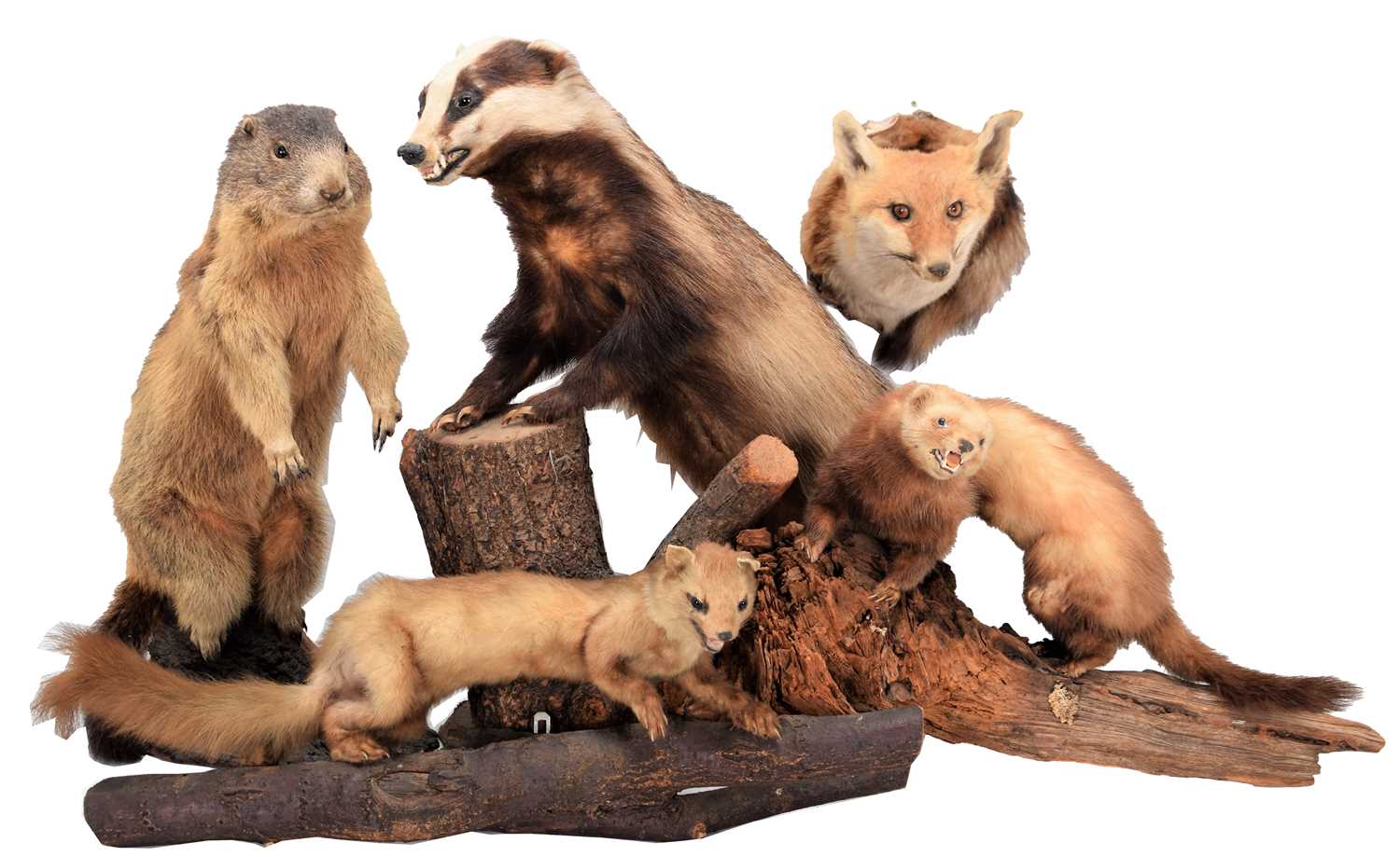 Lot 63 - Taxidermy: A Collection of Countryside Animals,...