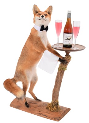 Lot 72 - Taxidermy: An Anthropomorphic Red Fox Waiter...