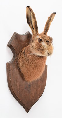Lot 41 - Taxidermy: European Hare (Lepus europaeus),...