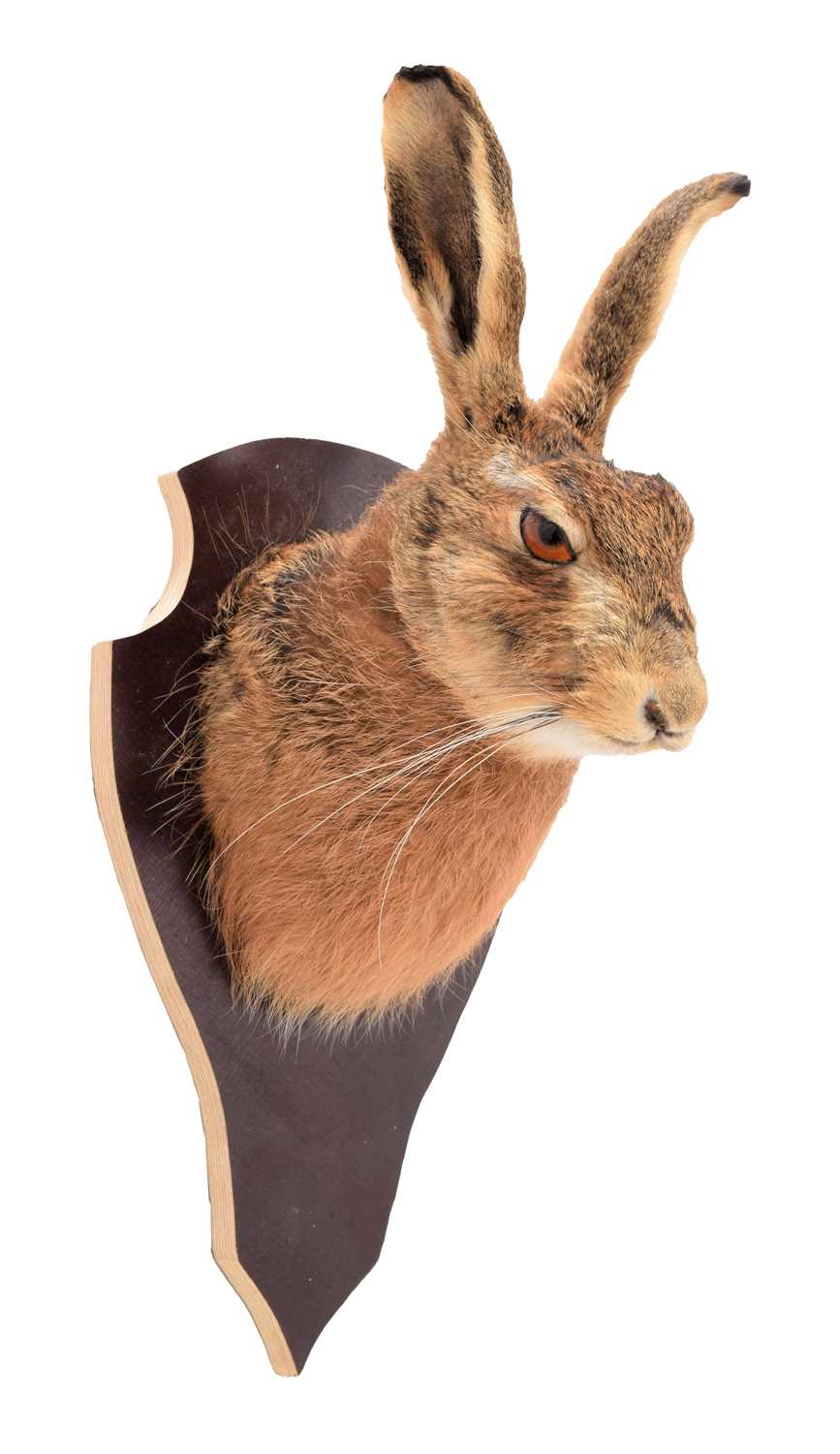 Lot 22 - Taxidermy: European Hare (Lepus europaeus),...