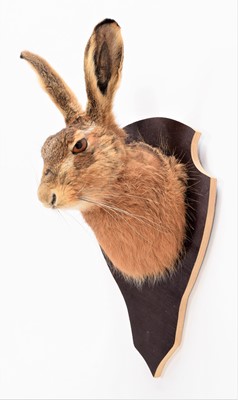 Lot 22 - Taxidermy: European Hare (Lepus europaeus),...