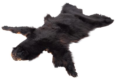 Lot 188 - Taxidermy: North American Black Bear (Ursus...