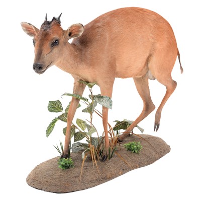Lot 288 - Taxidermy: A Southern Natal Red Duiker...