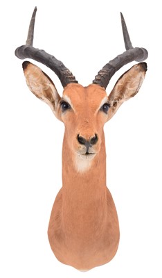 Lot 281 - Taxidermy: Common Impala (Aepyceros melampus),...