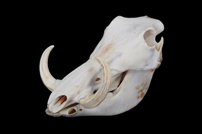 Lot 279 - Skulls/Anatomy: African Common Warthog Skull...