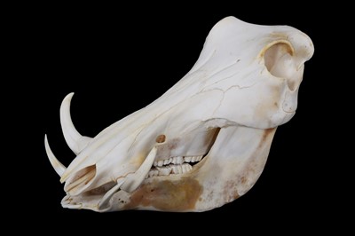 Lot 157 - Skulls/Anatomy: African Common Warthog Skull...