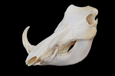 Lot 296 - Skulls/Anatomy: African Common Warthog Skull...