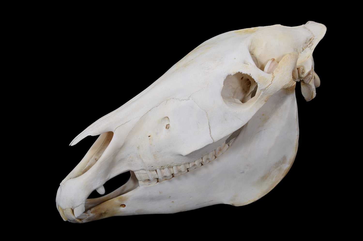 Skulls/Anatomy: Burchell's Zebra Skull (Equus quagga) | Barnebys