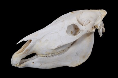 Lot 226 - Skulls/Anatomy: Burchell's Zebra Skull (Equus...