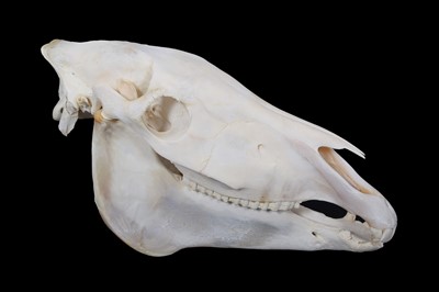 Lot 293 - Skulls/Anatomy: Burchell's Zebra Skull (Equus...