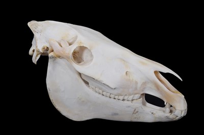 Lot 263 - Skulls/Anatomy: Burchell's Zebra Skull (Equus...