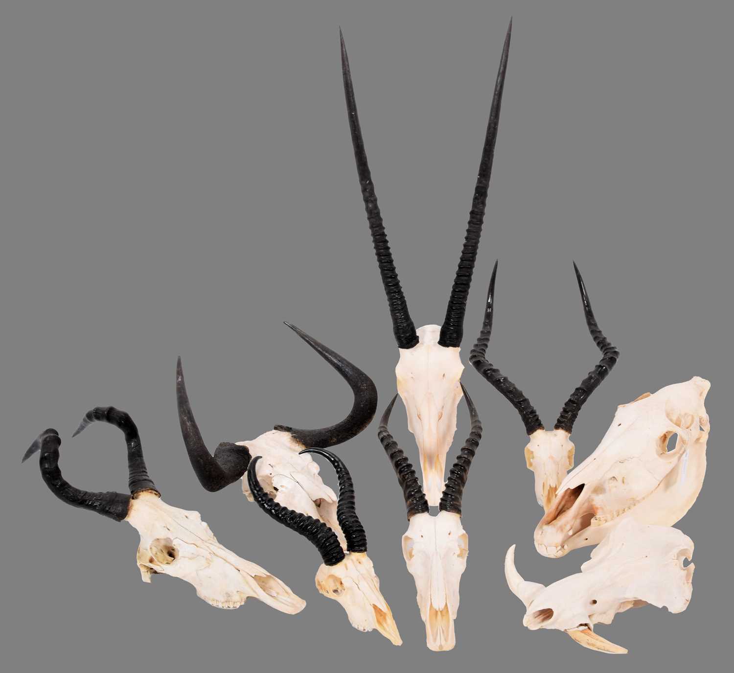 Lot 306 - Horns/Skulls: A Selection of African Game...